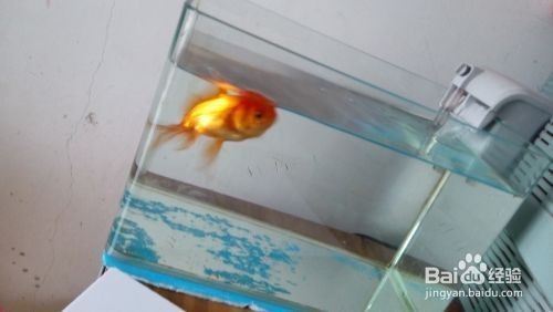 銀龍魚怎么長寬(銀龍魚怎么養寬身)