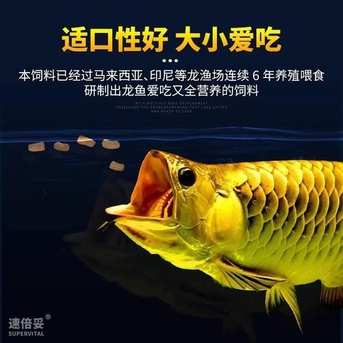 銀龍魚(yú)可以吃魚(yú)肉嗎圖片