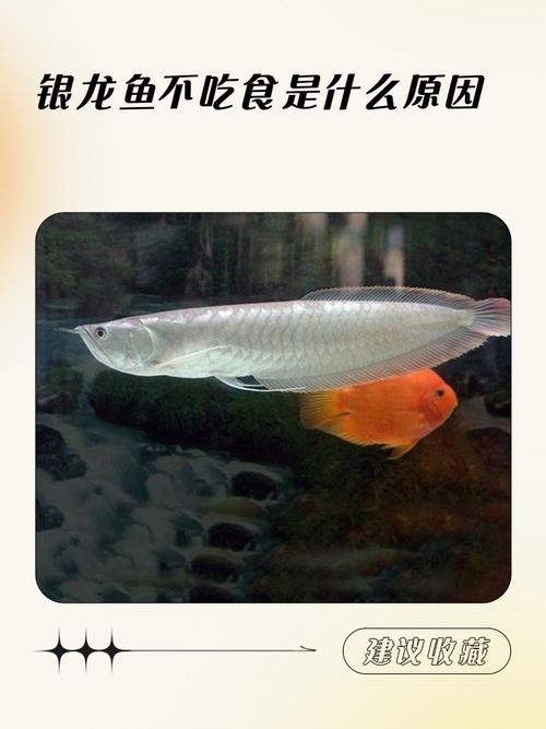 銀龍魚(yú)可以吃魚(yú)肉嗎圖片