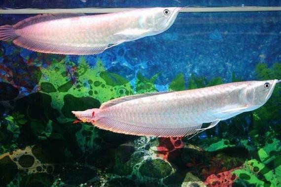 銀龍魚(yú)可以吃魚(yú)肉嗎圖片