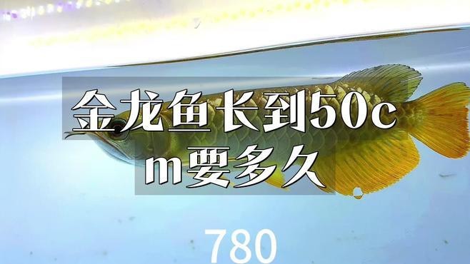 40cm金龍魚