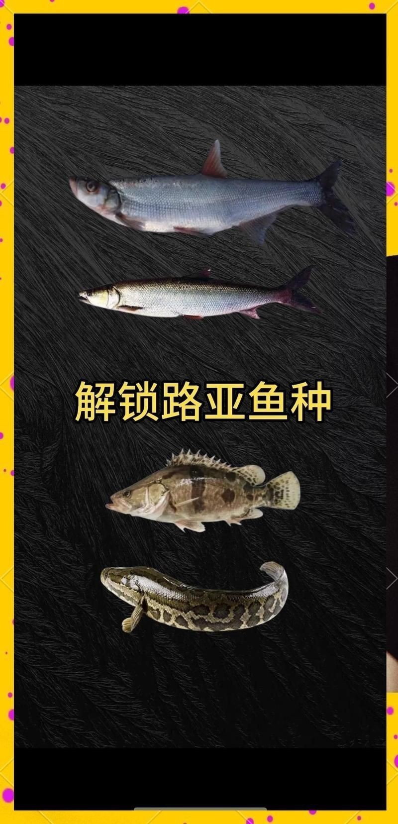 和尚關刀魚是上層還是下層 龍魚論壇 第8張 和尚關刀魚是上層還是下層 和尚關刀魚是上層還是下層 龍魚論壇 第8張