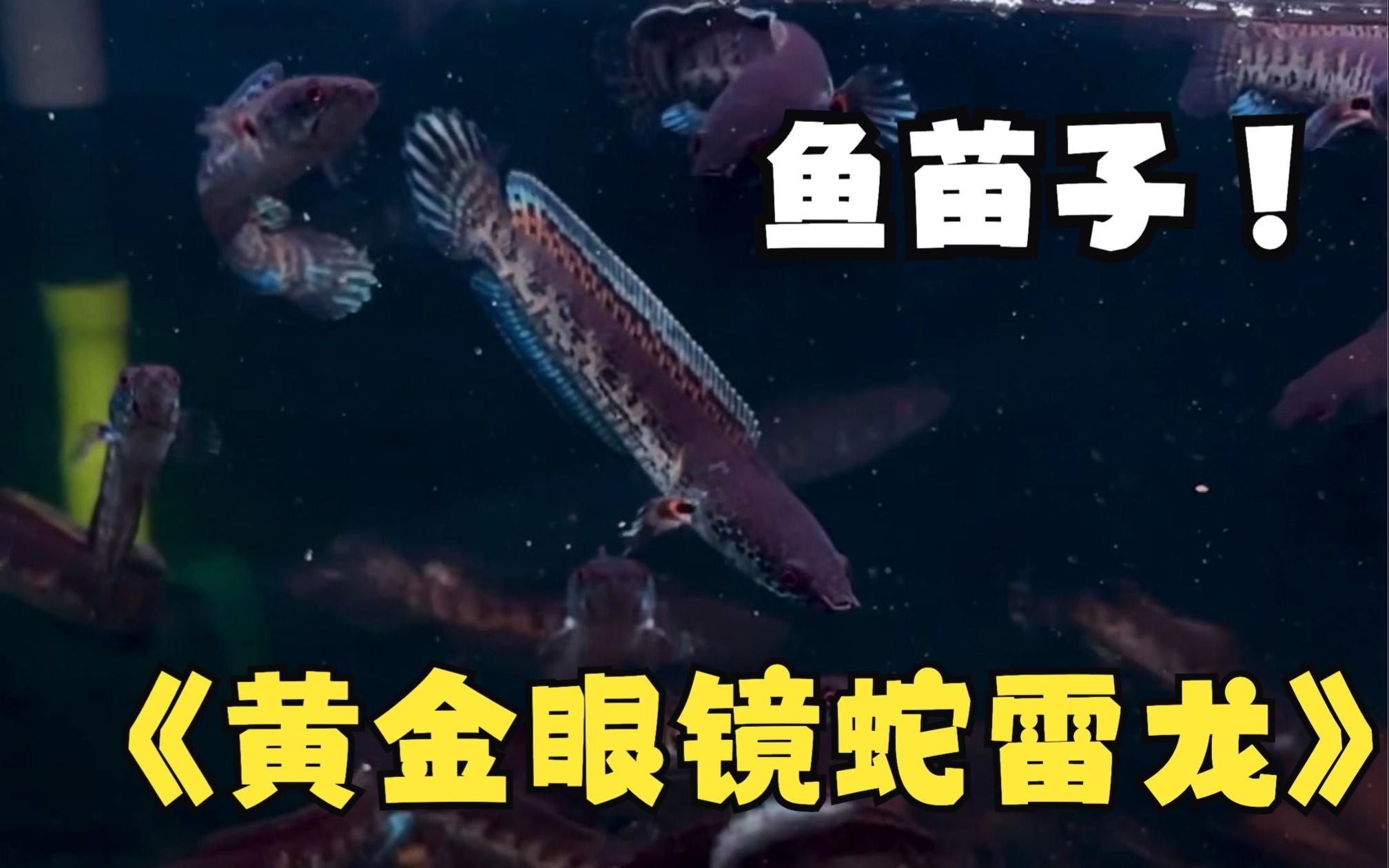 雷龍一般養(yǎng)幾條最旺