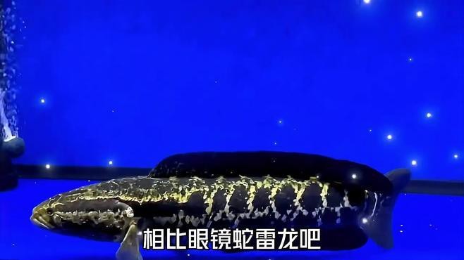 雷龍魚有哪些品種可以食用？