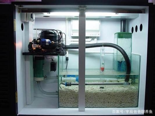清遠市清城清彩水族店（清遠市清城清彩水族店地址） 清遠市清城清彩水族店（清遠市清城清彩水族店地址） 全國水族館企業名錄