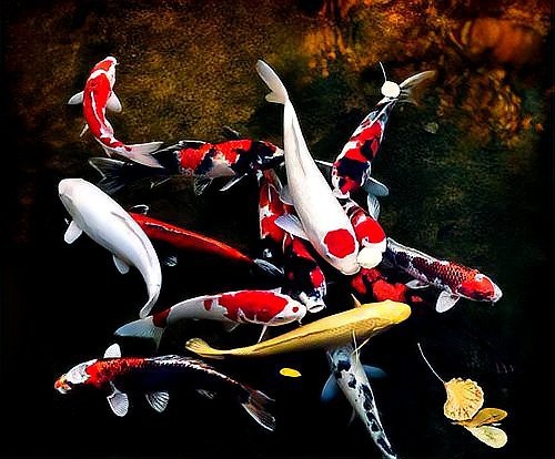 錦鯉凸眼最簡(jiǎn)單去除 錦鯉凸眼最簡(jiǎn)單去除 龍魚論壇 第2張