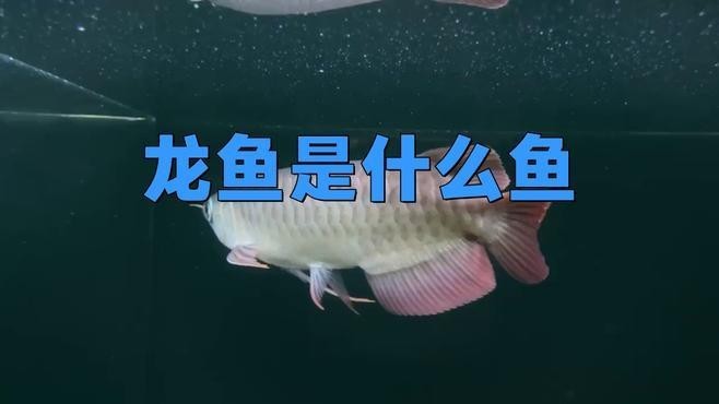 金龍魚身上有黑點：金龍魚身上出現(xiàn)黑點可能是由于多種原因引起的，請注意