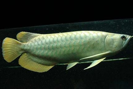 青龍魚(yú)價(jià)格表