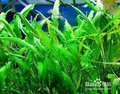 銀龍魚與什么混養(yǎng)最好呢（銀龍魚與什么混養(yǎng)最好呢圖片） 銀龍魚與什么混養(yǎng)最好呢（銀龍魚與什么混養(yǎng)最好呢圖片） 銀龍魚百科