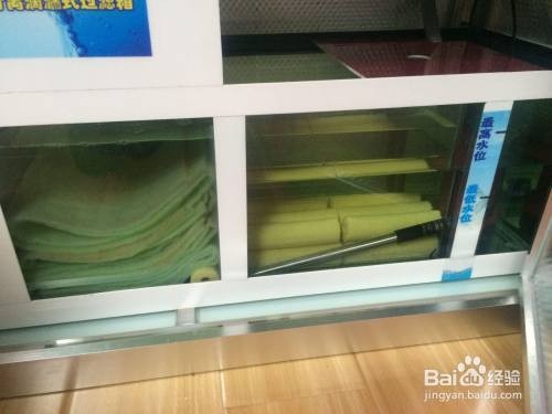 銀龍魚要怎么養才好看視頻（銀龍魚要怎么養才好看視頻教程）
