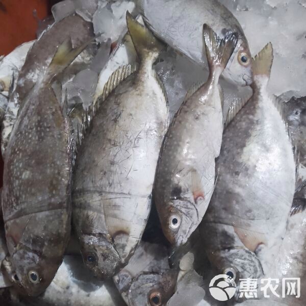 檸檬鯽價(jià)格多少錢一只