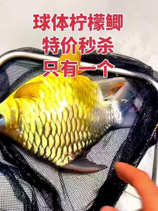 檸檬鯽價(jià)格多少錢一只
