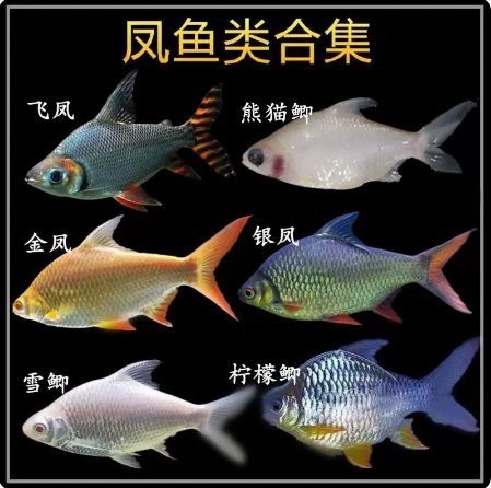 檸檬鯽價(jià)格多少錢一只