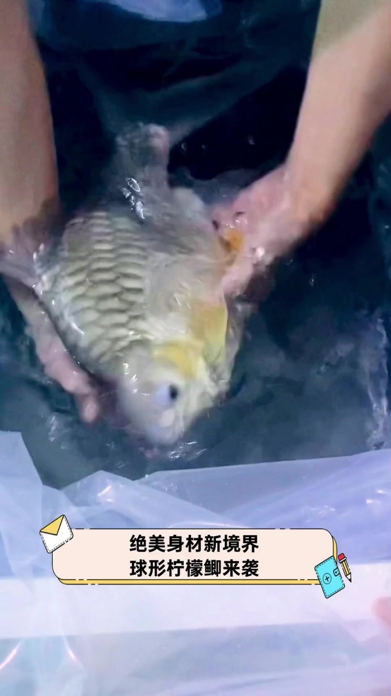 檸檬鯽價(jià)格多少錢一只