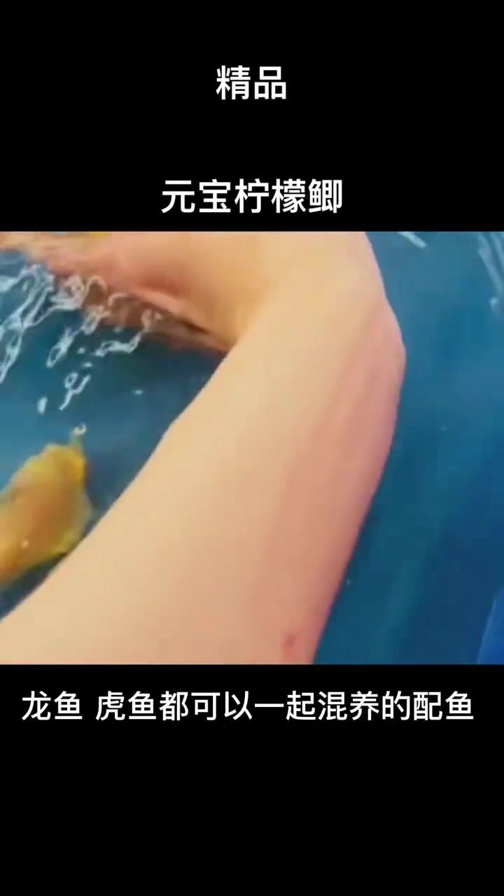 檸檬鯽價(jià)格多少錢一只