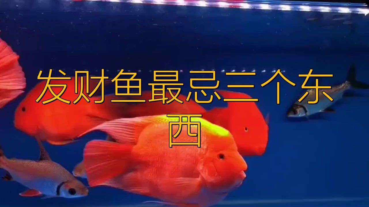 紅面財神魚最忌三種食物及禁忌介紹