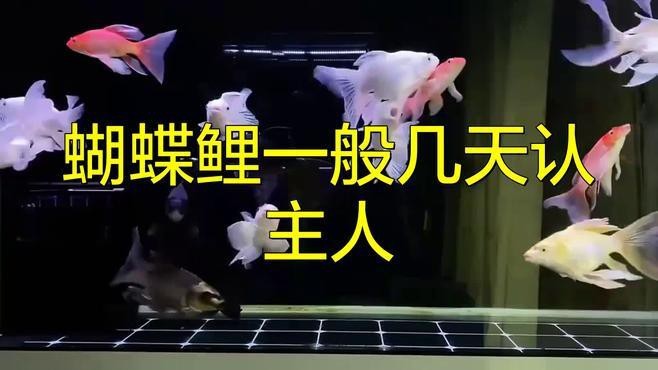 魚(yú)養(yǎng)久了會(huì)認(rèn)主人嗎 魚(yú)養(yǎng)久了會(huì)認(rèn)主人嗎 龍魚(yú)論壇 第4張