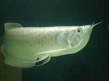 長嘴鱷和龍魚混養怎樣