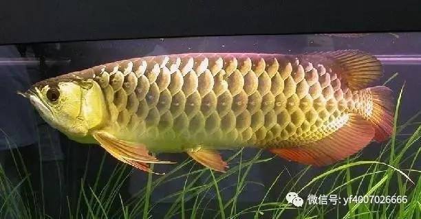 過(guò)背金龍?bào)w型特征 過(guò)背金龍?bào)w型特征 龍魚論壇 第3張