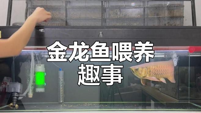 金龍魚的產地在什么地方