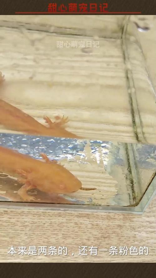 恐龍魚吃小魚嗎圖片大全