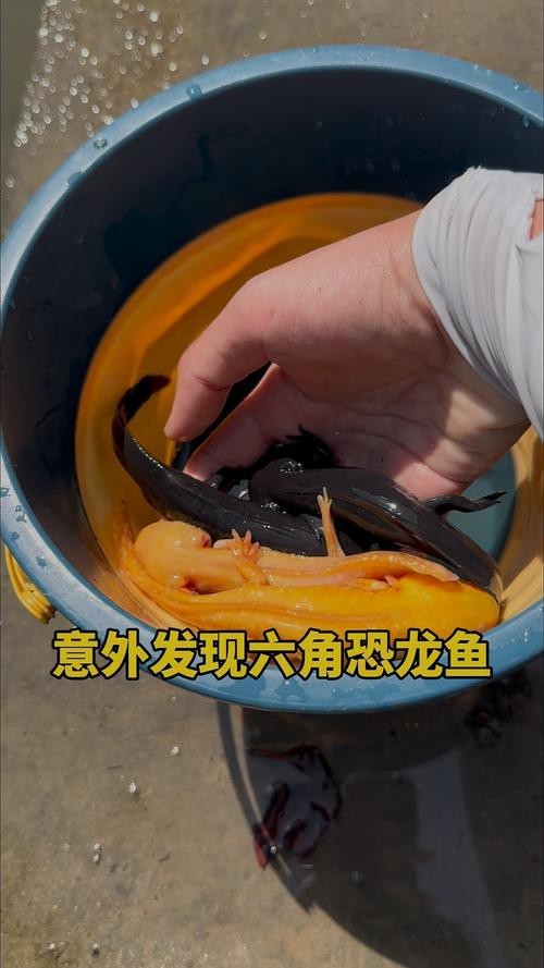 恐龍魚吃小魚嗎圖片大全