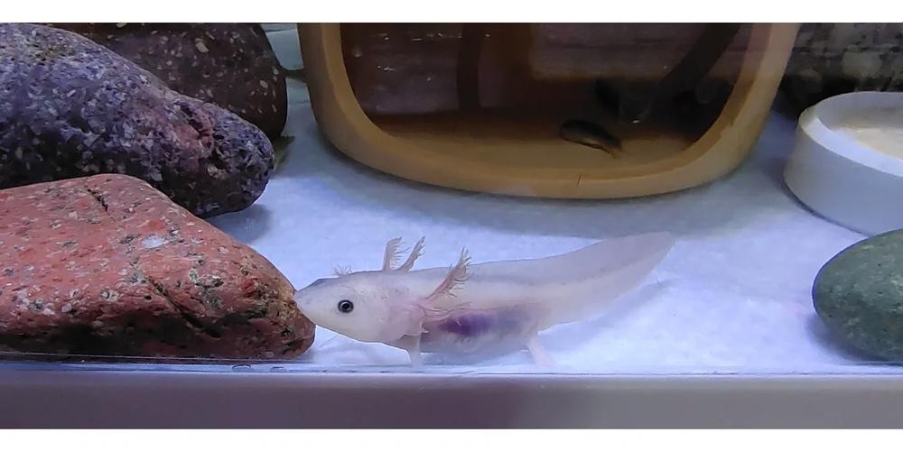 恐龍魚吃小魚嗎圖片大全