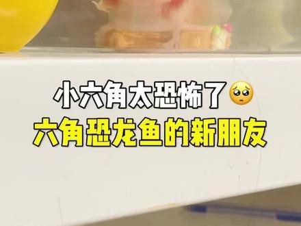 恐龍魚吃小魚嗎圖片大全