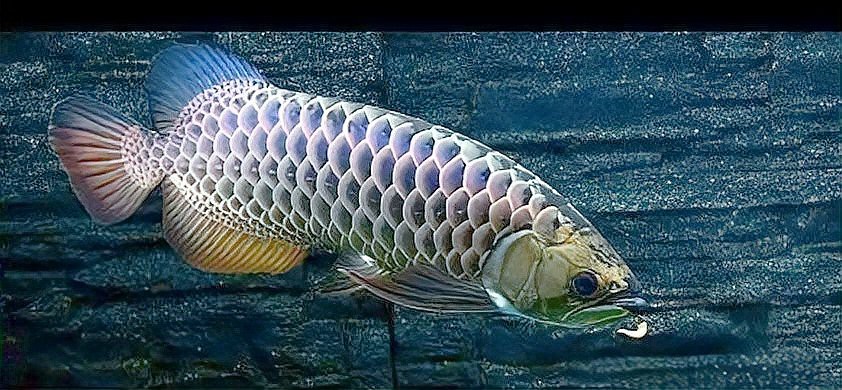 龍魚內蒙眼正確答案