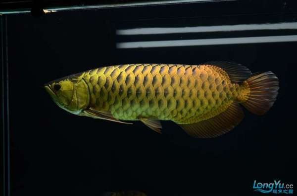 金龍魚價格表一覽表 金龍魚價格表一覽表 龍魚論壇 第3張