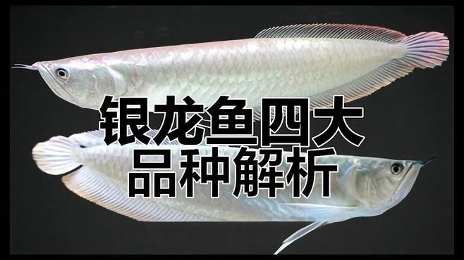 銀龍魚多少元一條圖片