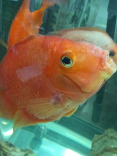 銀龍魚身上黑斑圖片