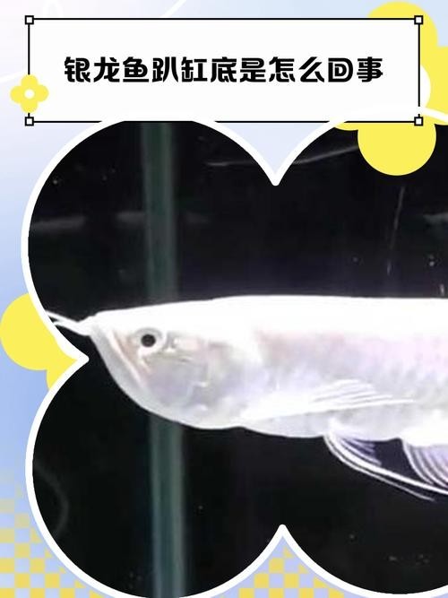 銀龍魚身上黑斑圖片