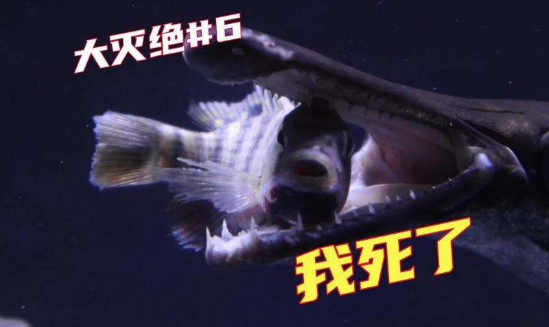 鱷雀鱔餓幾天會死嗎