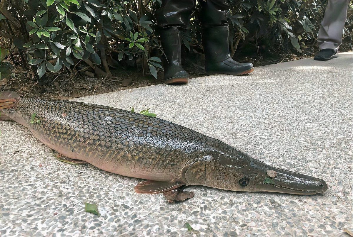 鱷雀鱔餓幾天會死嗎