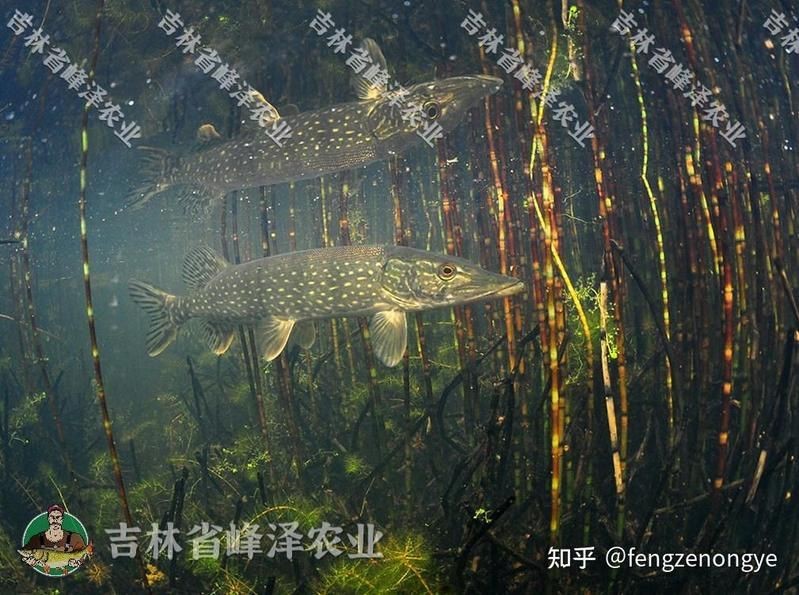 狗魚價格一斤多少錢