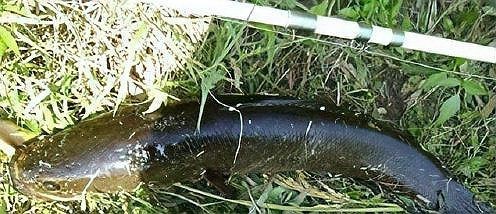 攻擊性最強的魚 龍魚論壇 第6張 攻擊性最強的魚 攻擊性最強的魚 龍魚論壇 第6張