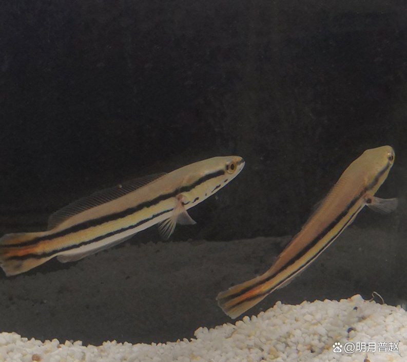 攻擊性最強的魚 龍魚論壇 第8張 攻擊性最強的魚 攻擊性最強的魚 龍魚論壇 第8張