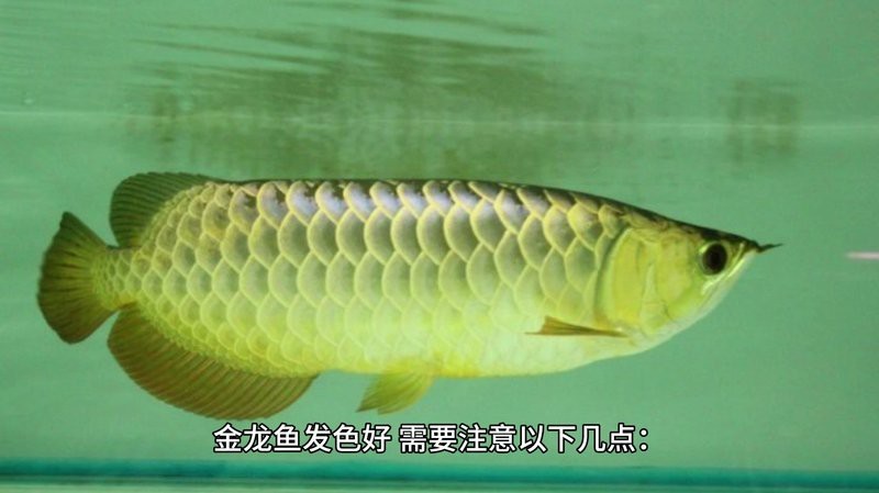 24k金龍魚最簡單三個步驟