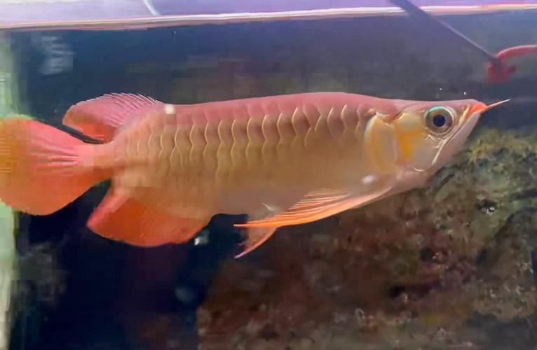 紅龍福龍魚圖片 龍魚論壇 第8張 紅龍福龍魚圖片 紅龍福龍魚圖片 龍魚論壇 第8張