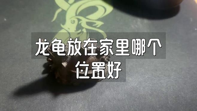 龍龜擺放在哪個位置最好？