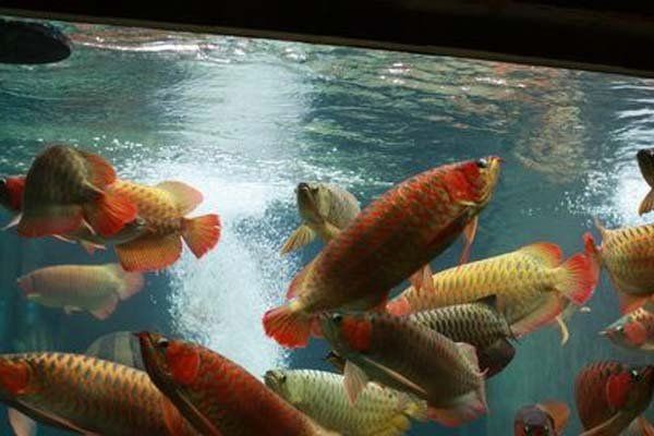 紅龍金龍銀龍三龍一起養 紅龍金龍銀龍三龍一起養 龍魚論壇 第16張