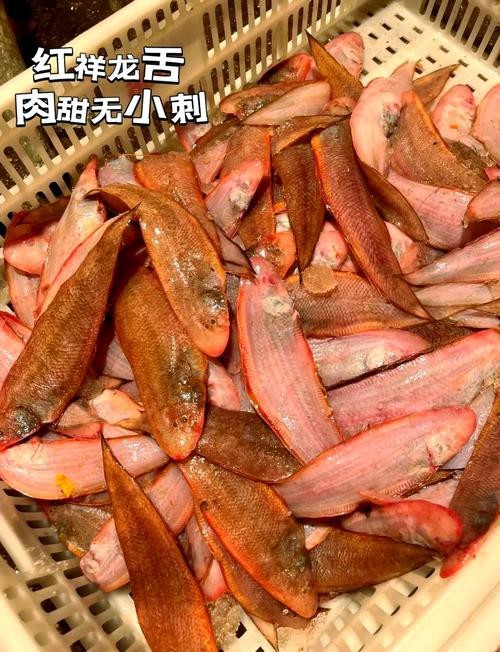 印尼紅龍魚喂養(yǎng)方法圖片大全集