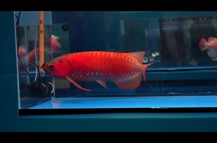 印尼紅龍魚喂養(yǎng)方法圖片大全集
