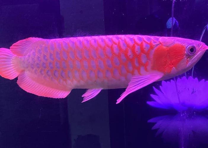 印尼紅龍魚喂養(yǎng)方法圖片大全集