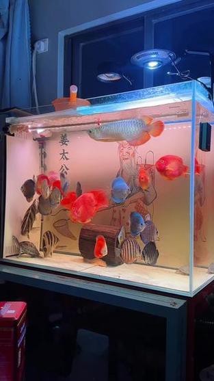 印尼紅龍魚喂養(yǎng)方法圖片大全集