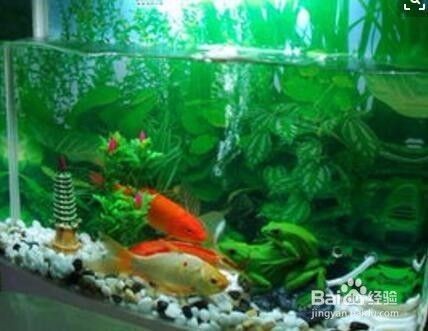 魚缸過濾器選購指南:自制魚缸過濾器魚缸上置過濾器對于養魚愛好者的必備知識 泉州市多乾工業設計有限公司(泉州市多乾工業設計有限公司招聘) 全國水族館企業名錄 泉州市多乾工業設計有限公司(泉州市多乾工業設計有限公司招聘) 泉州市多乾工業設計有限公司(泉州市多乾工業設計有限公司招聘) 全國水族館企業名錄