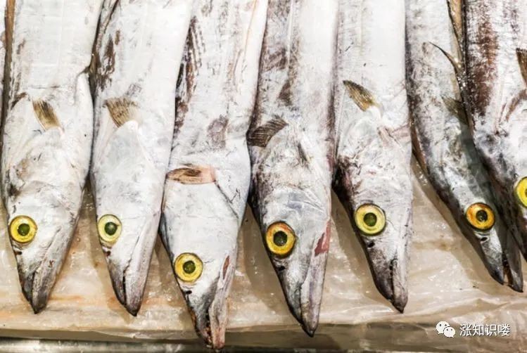銀龍魚和帶魚的市場價格差異大嗎？