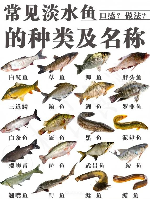十大最干凈的淡水魚