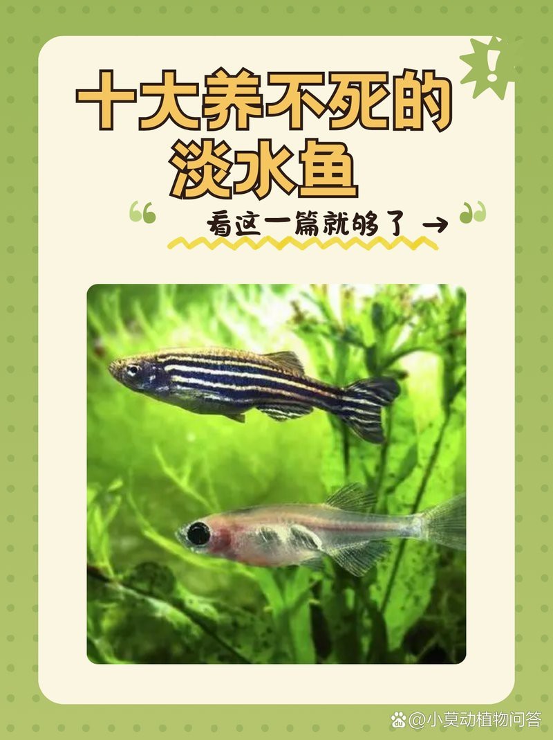 十大最干凈的淡水魚